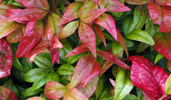 Nandina domestica