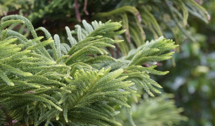 Araucaria cunninghamii