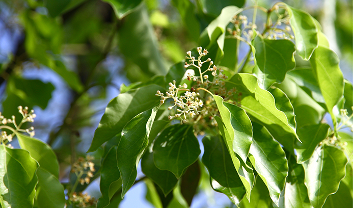 Cinnamomum camphora