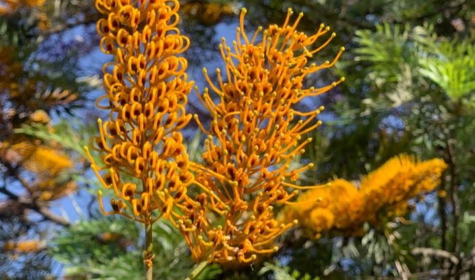 Grevillea robusta