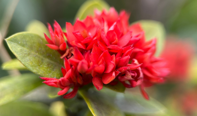 Ixora chinensis