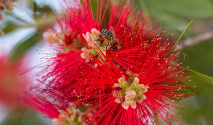 Callistemon viminalis