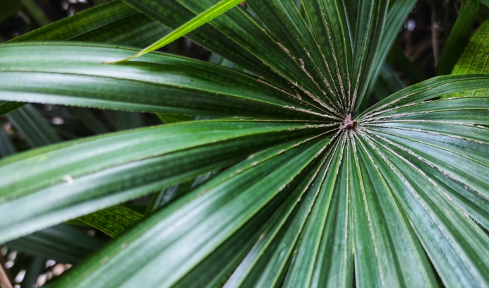 Rhapis excelsa