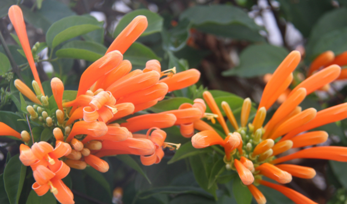 Pyrostegia venusta