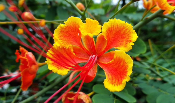 Caesalpinia pulcherrima var. flava